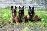 MALINOIS 1083